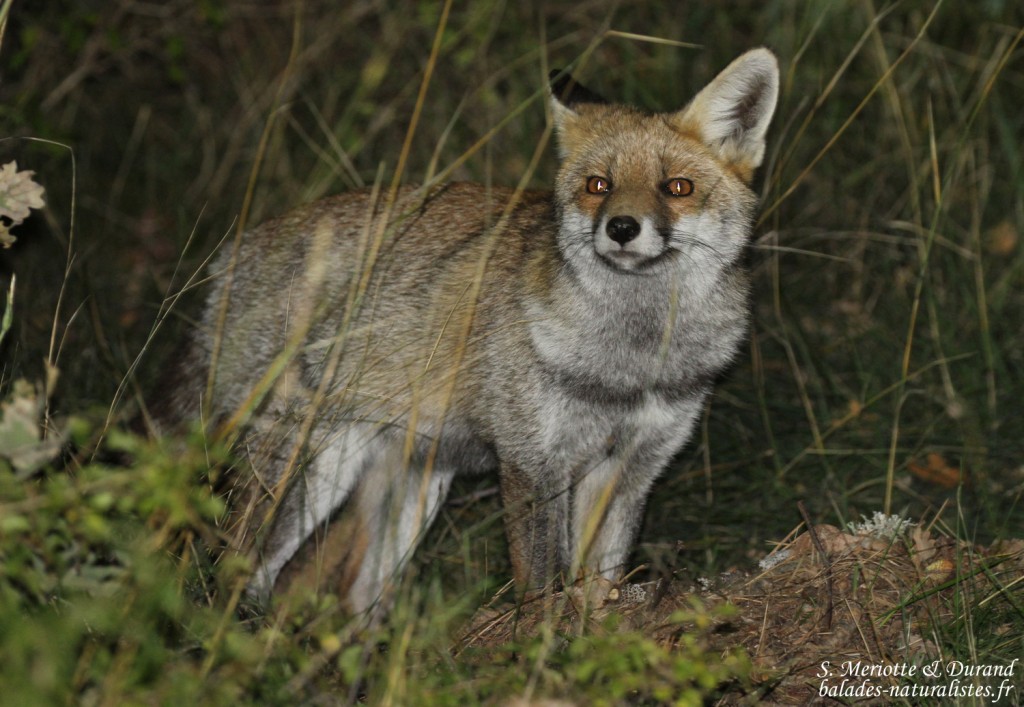 Renard, Montagne de Lure