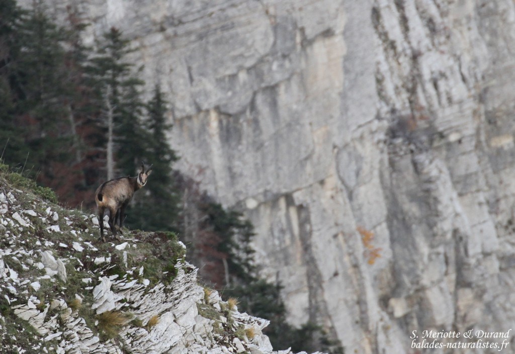 Chamois, Montagne de Lure