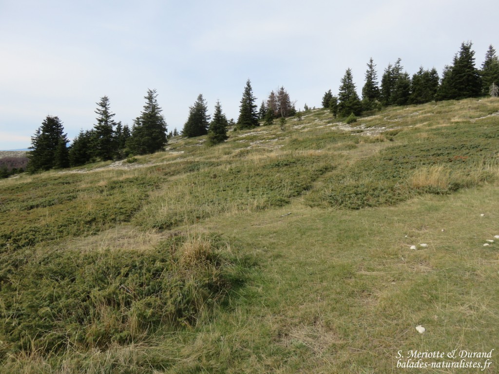 Montagne de Lure, genévriers nains