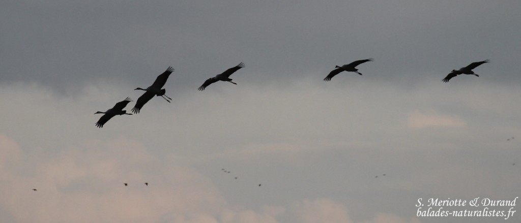 Grues cendrées, Lac du Der