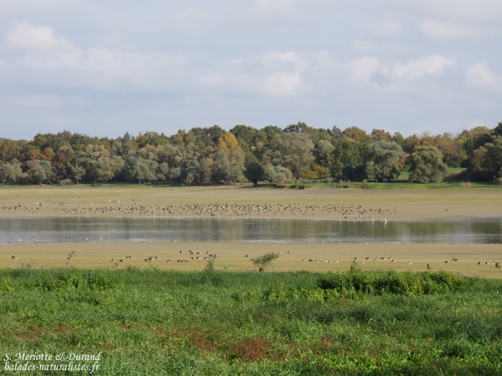 Zone de quiétude près de Chmpaubert, Lac du Der