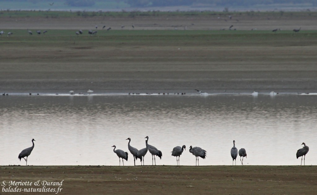 Grues cendrées, Lac du Der