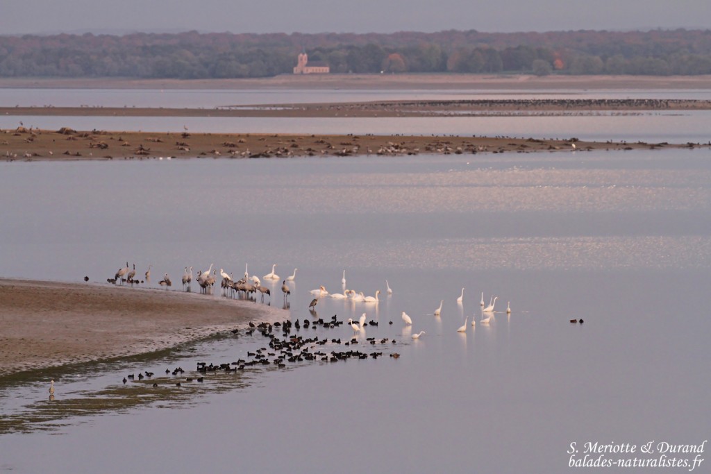 Grandes Aigrettes et foulques, Lac du Der