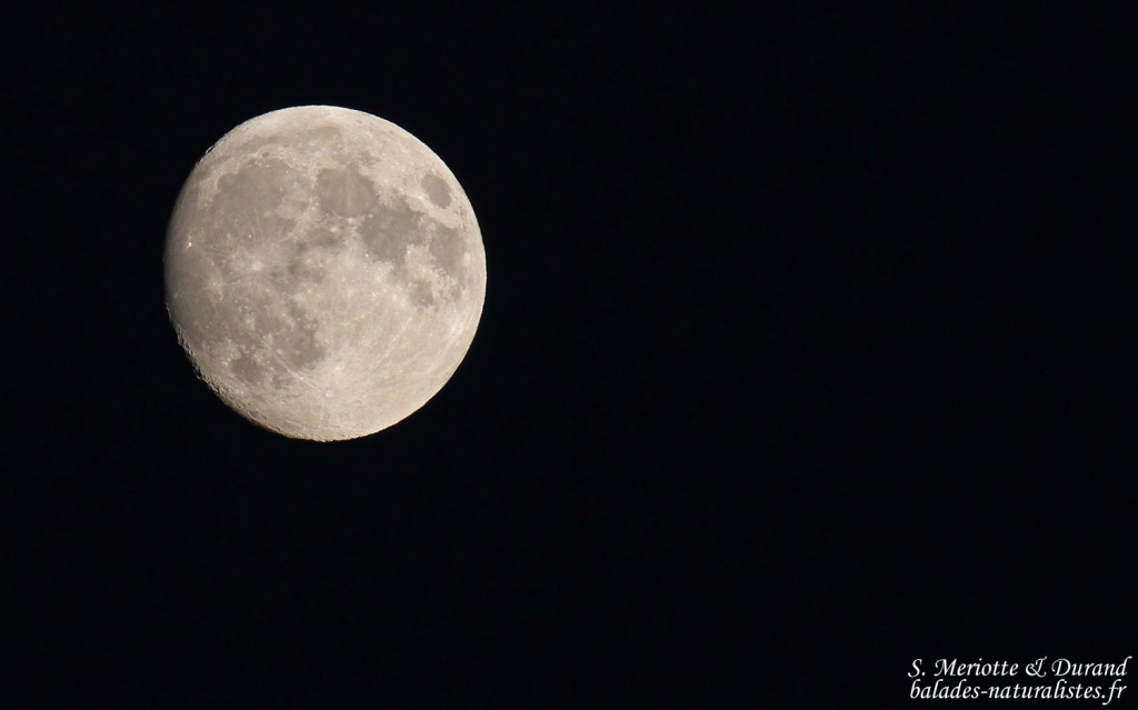 La lune se lève sur le Lac du Der