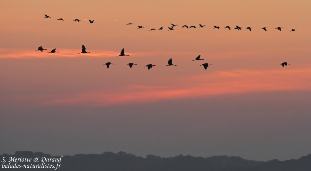 Grues cendrées, Lac du Der