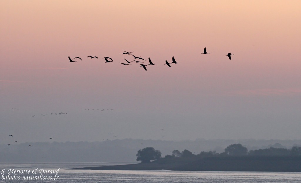Grues cendrées, Lac du Der