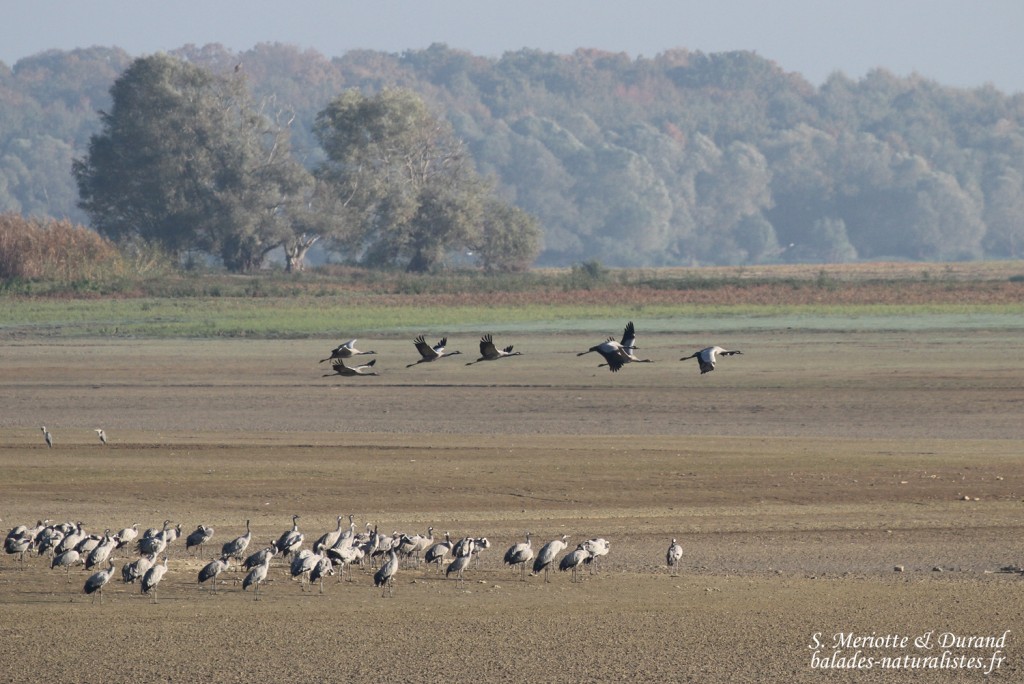 Grues cendrées, Lac du Der