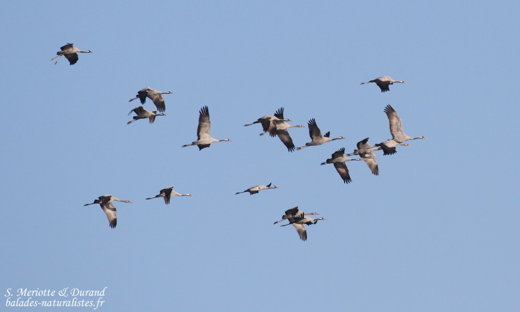 Grues cendrées, Lac du Der