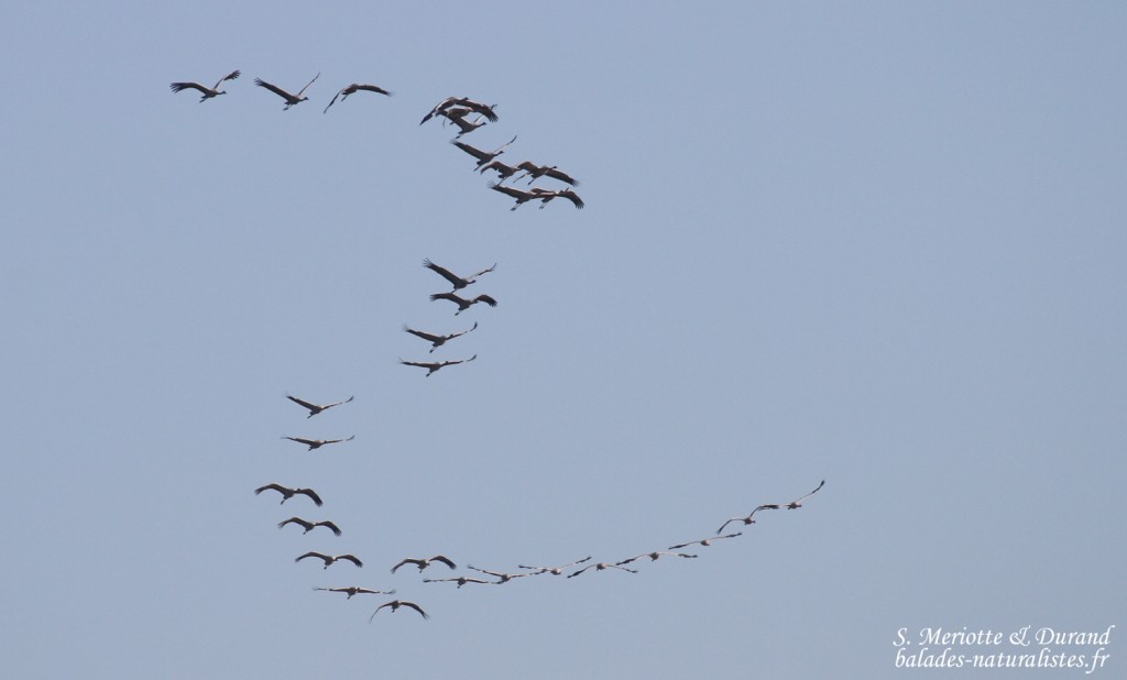 Grues cendrées, Lac du Der