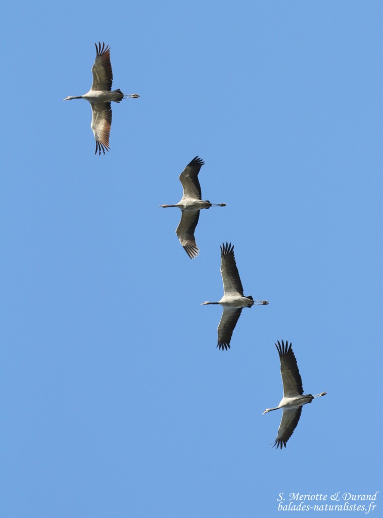 Grues cendrées, Lac du Der