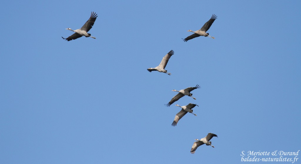 Grues cendrées, Lac du Der