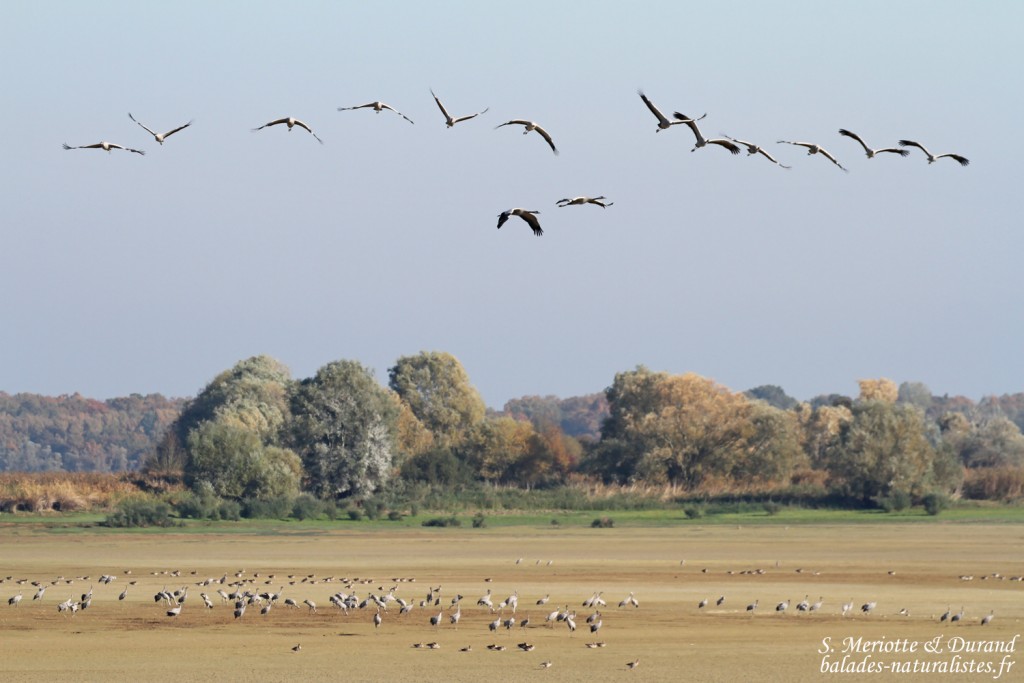 Grues cendrées, Lac du Der