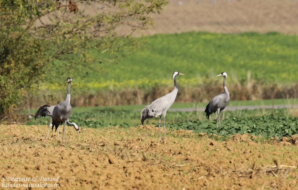 Grues cendrées, Lac du Der