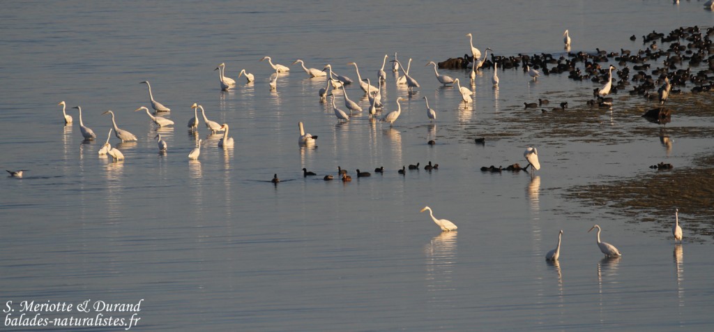 Grandes Aigrettes et foulques, Lac du Der