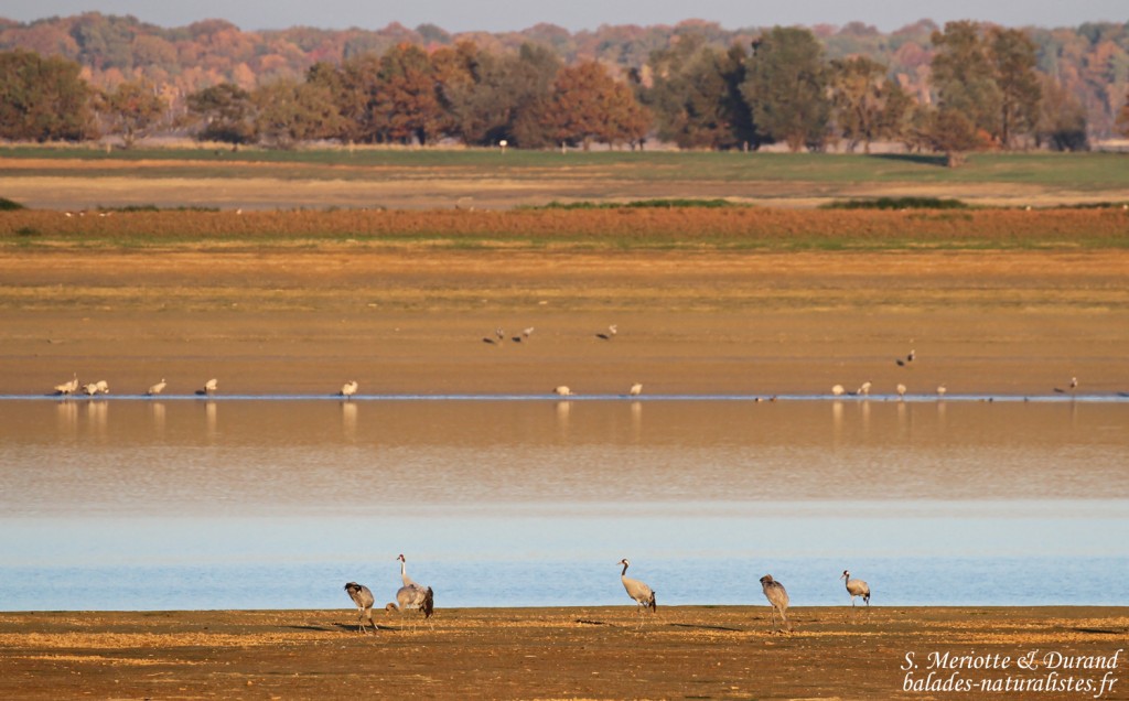 Grues cendrées, Lac du Der