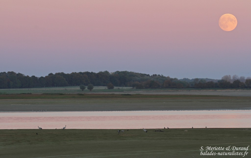 Grues cendrées, Lac du Der