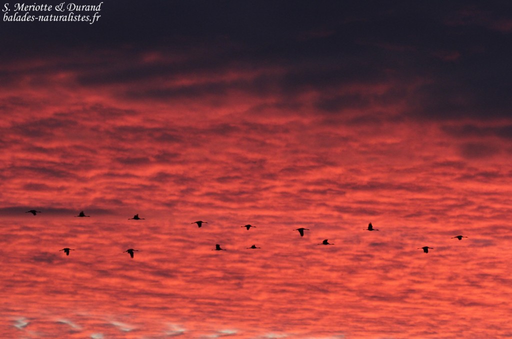 Grues cendrées, Lac du Der