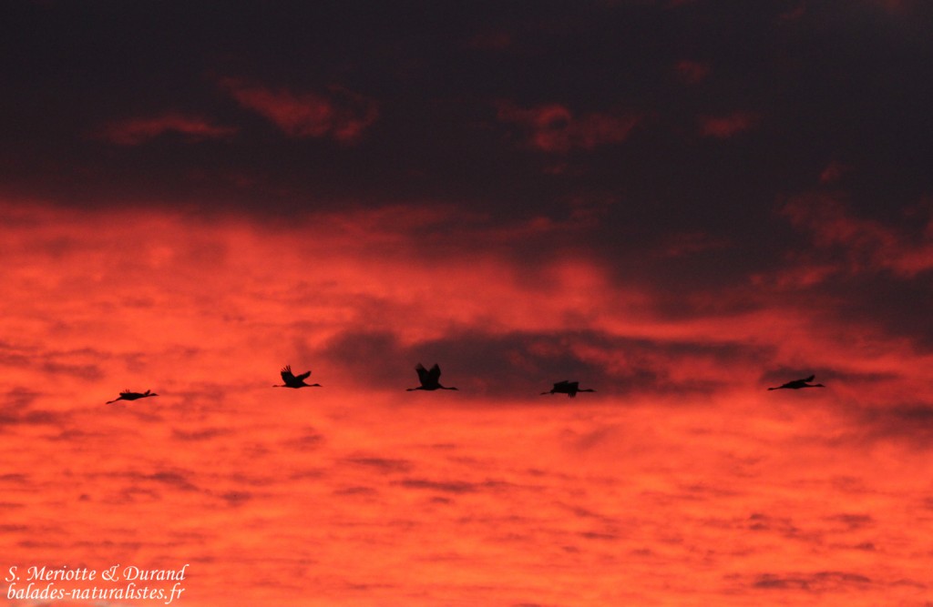 Grues cendrées, Lac du Der