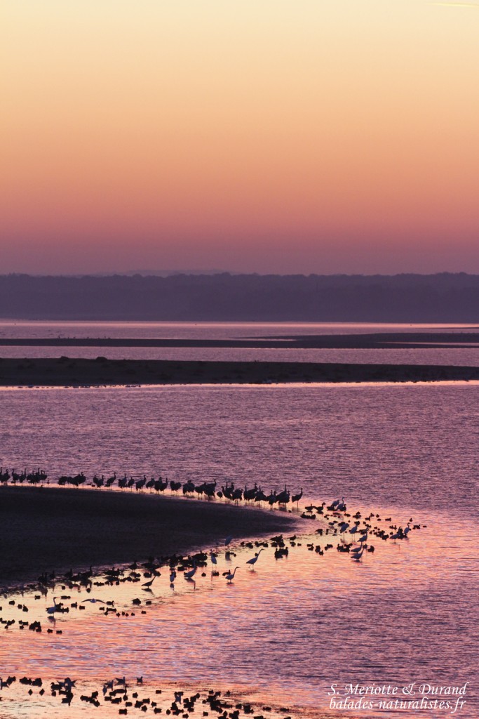 Grues cendrées, Lac du Der