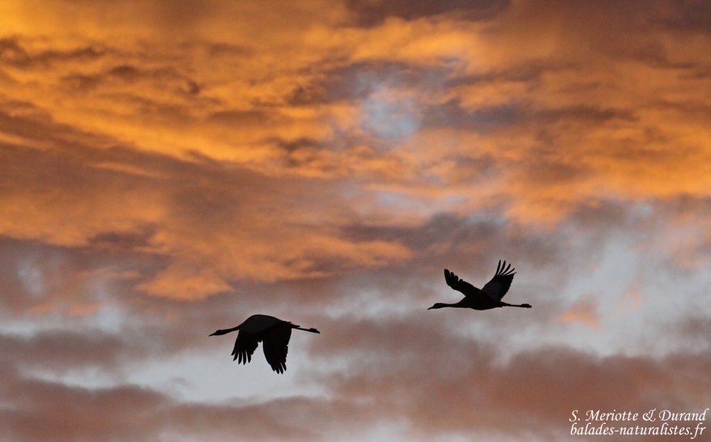 Grues cendrées, Lac du Der