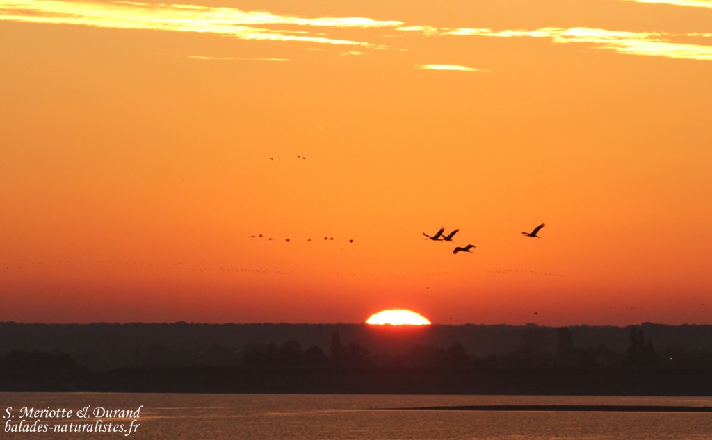 Grues cendrées, Lac du Der