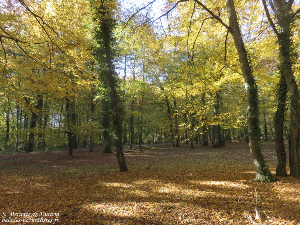 Forêts autour du Lac du Der