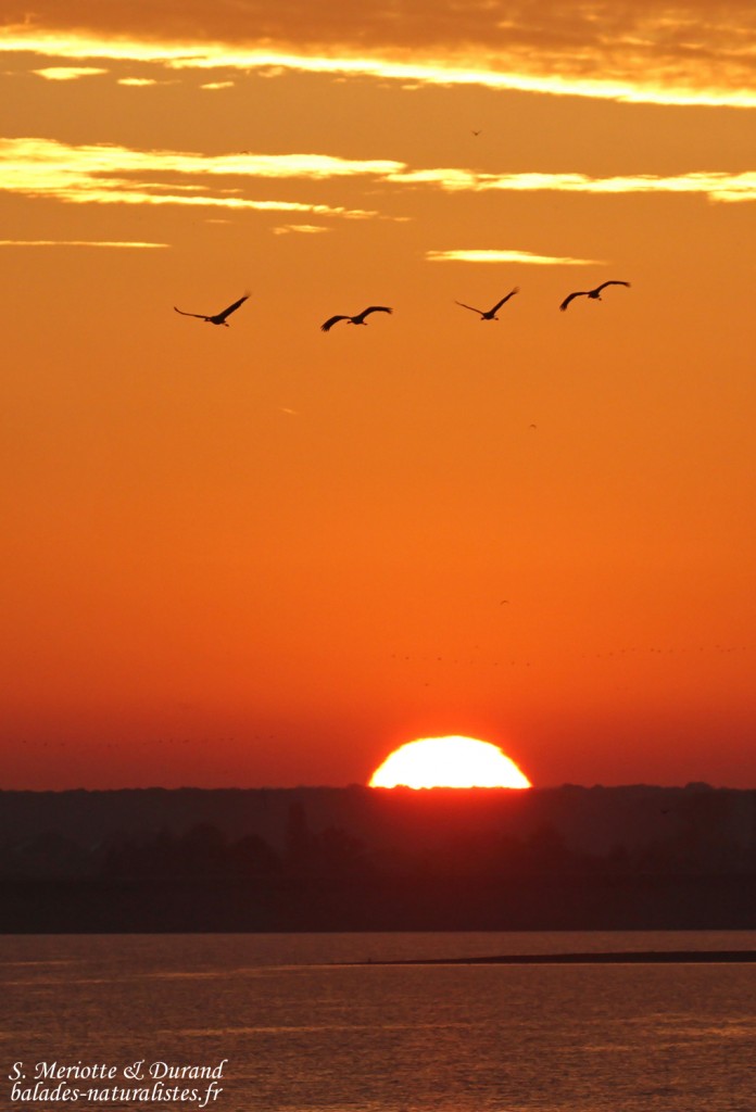 Grues cendrées, Lac du Der