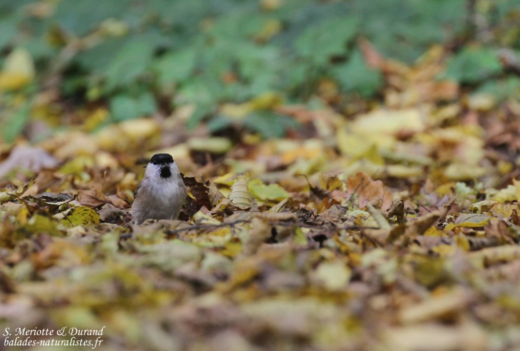 Mésange nonnette, Der
