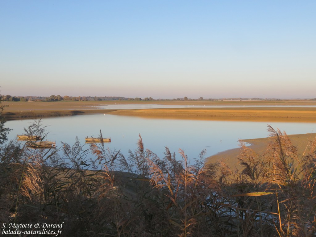 Chantecoq, Lac du Der