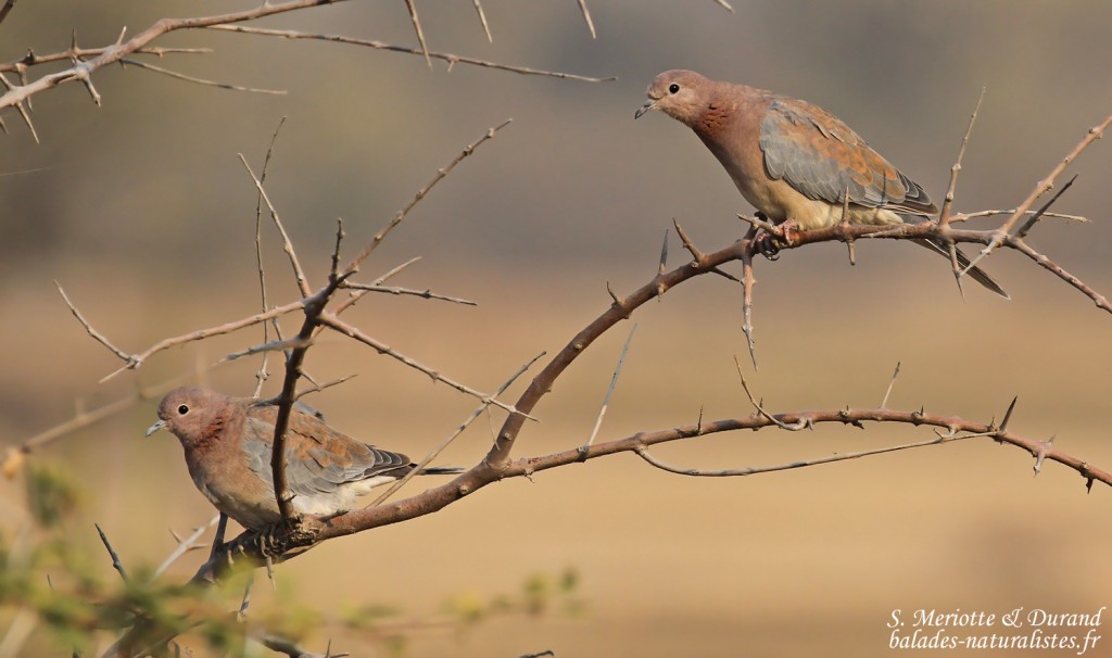 Tourterelles maillées, Rundu