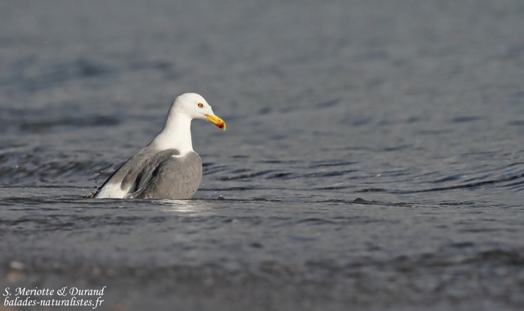 Goéland leucophée, Noli