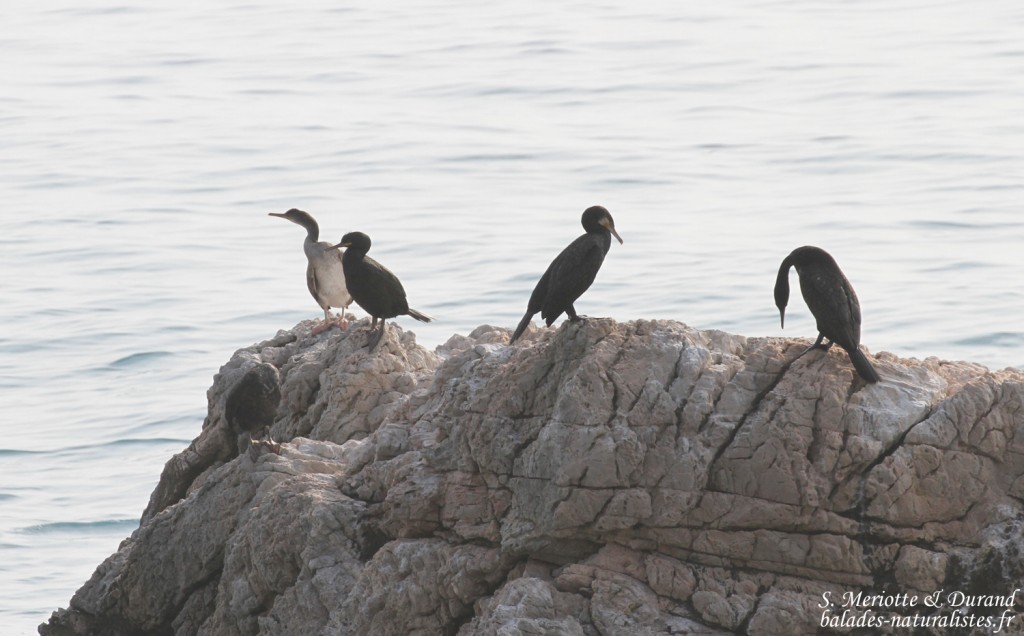 Cormorans huppés et Grands Cormorans