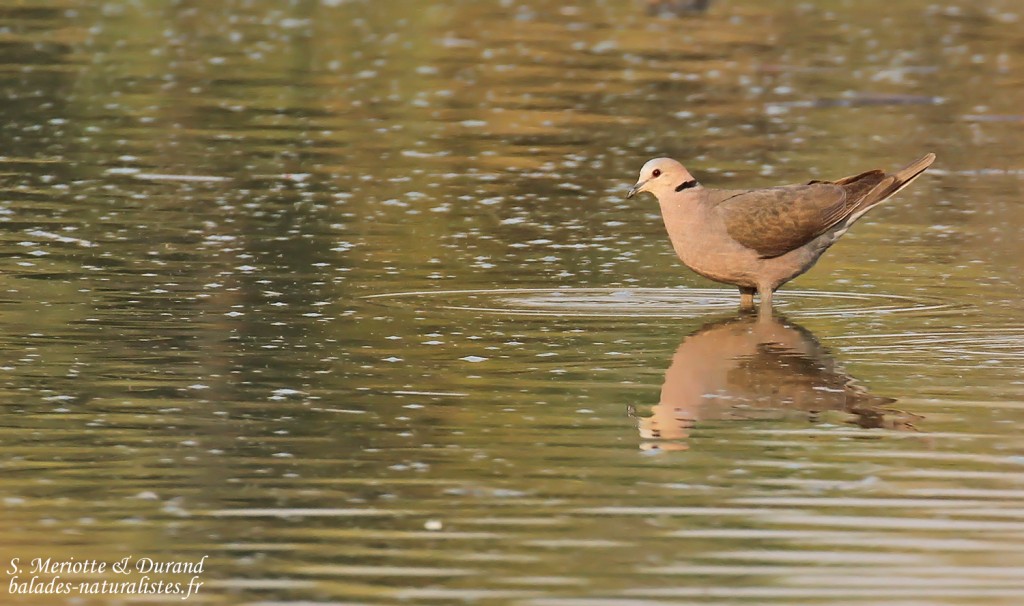 Tourterelle à collier, Rundu