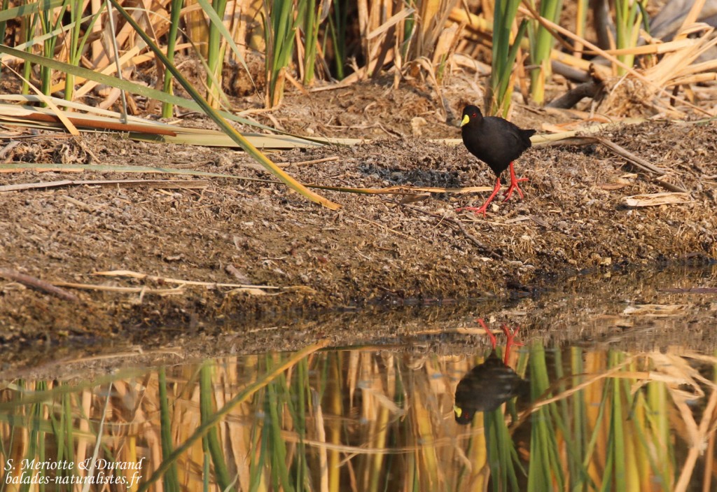 Râle à bec jaune, Rundu