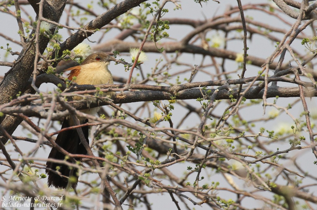 Coucal du Sénégal, Rundu