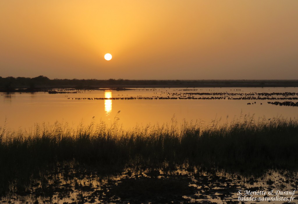 Lever de soleil sur le Djoudj