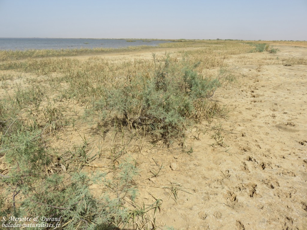Observatoires près du grand lac, Djoudj