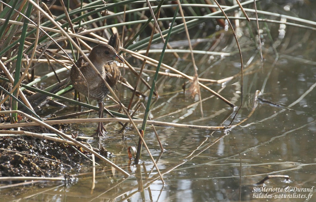 Marouette de Baillon, Djoudj