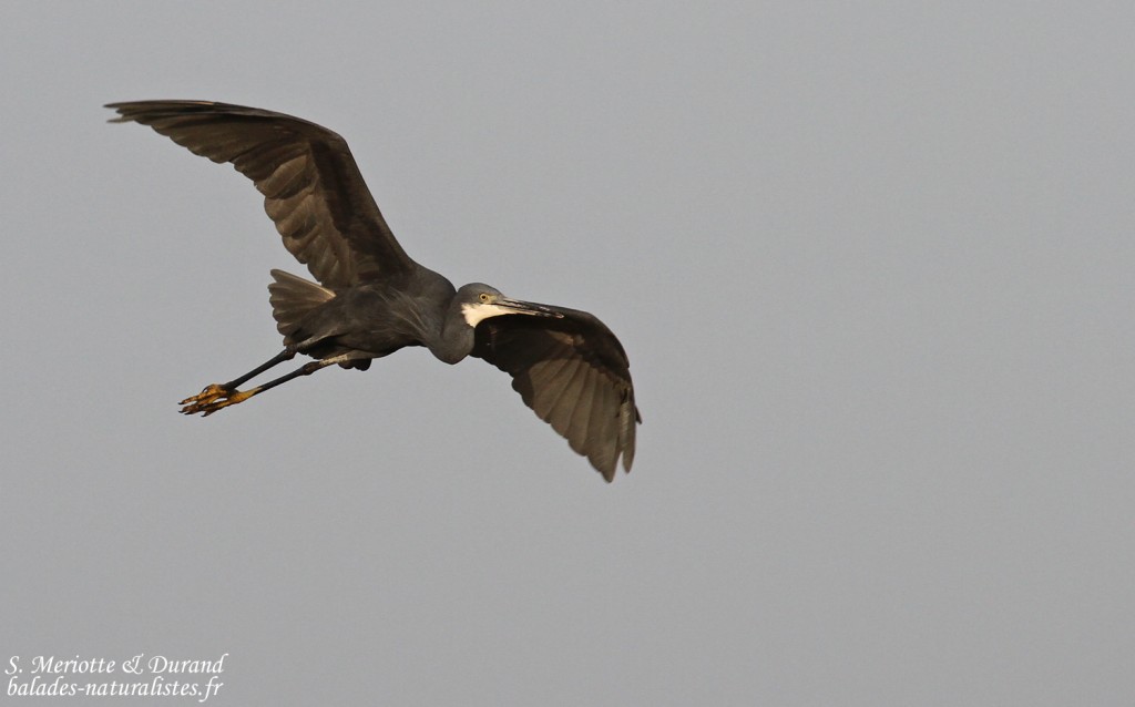 Aigrette des récifs, Djoudj