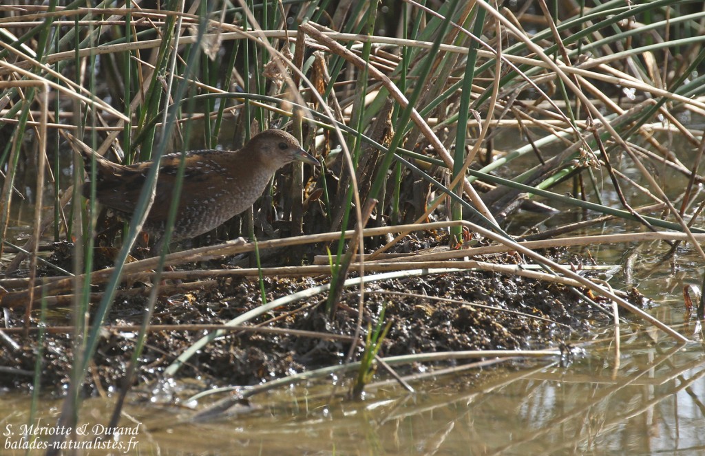 Marouette de Baillon, Djoudj