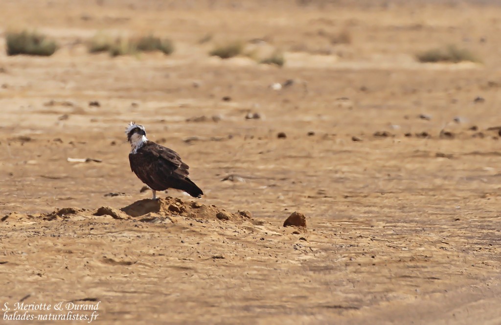 Balbuzard pêcheur Djoudj