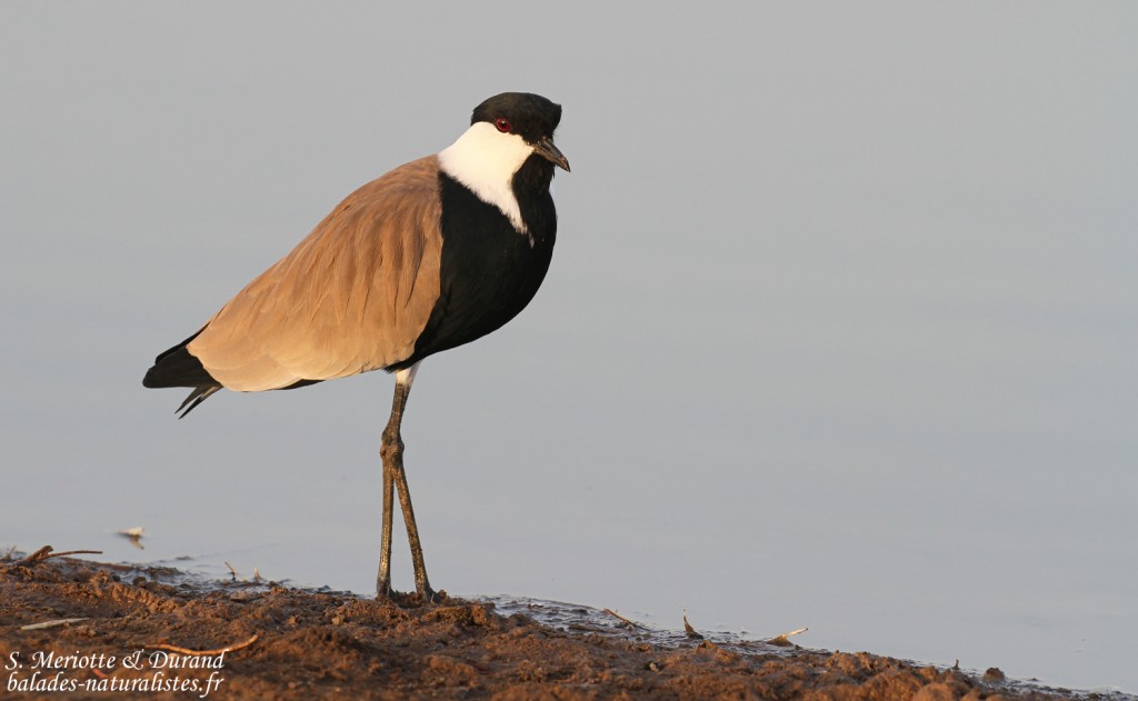 Vanneau éperonné, Djoudj