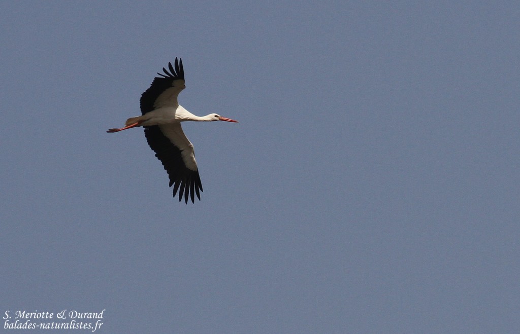 Cigogne blanche, lac de Gainth, Djoudj