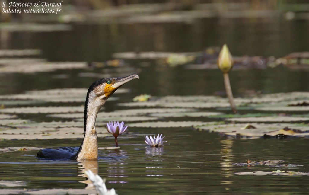 Cormoran à poitrine blanche, lac de Gainth, Djoudj