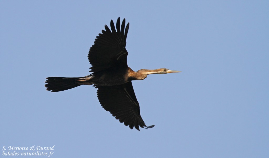 Anhinga d'Afrique, lac de Gainth, Djoudj