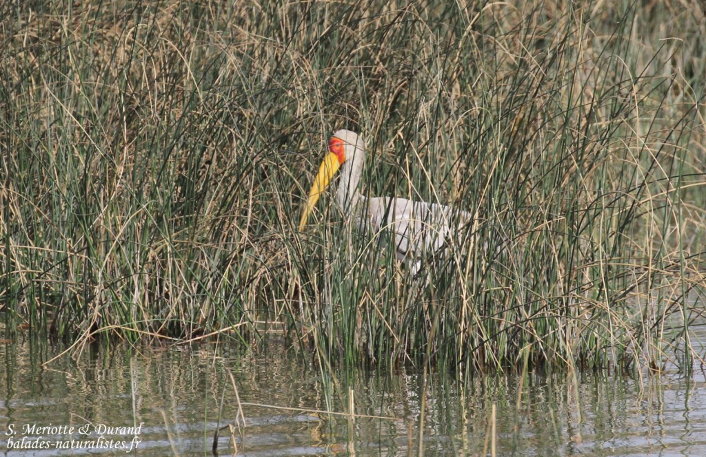 djoudj (29)tantale-ibis
