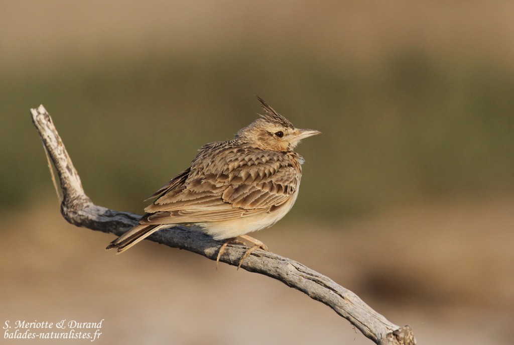 Cochevis huppé, Djoudj