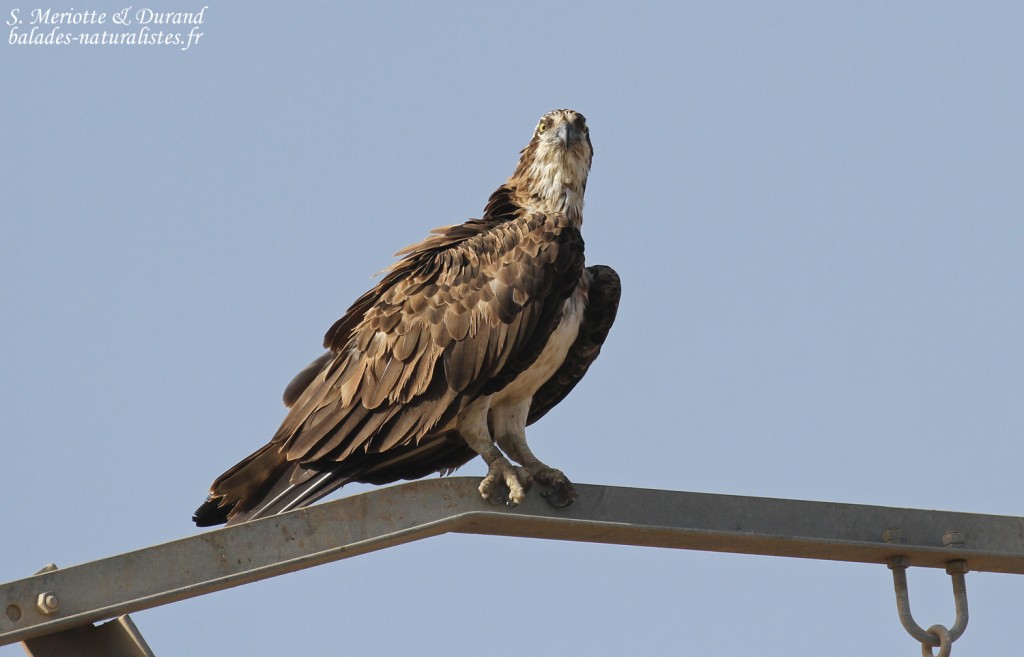djoudj (30)balbuzard-pecheur