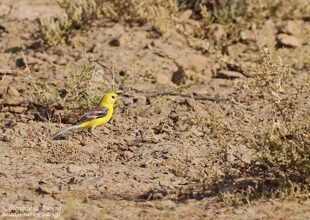 Moineau doré, Djoudj