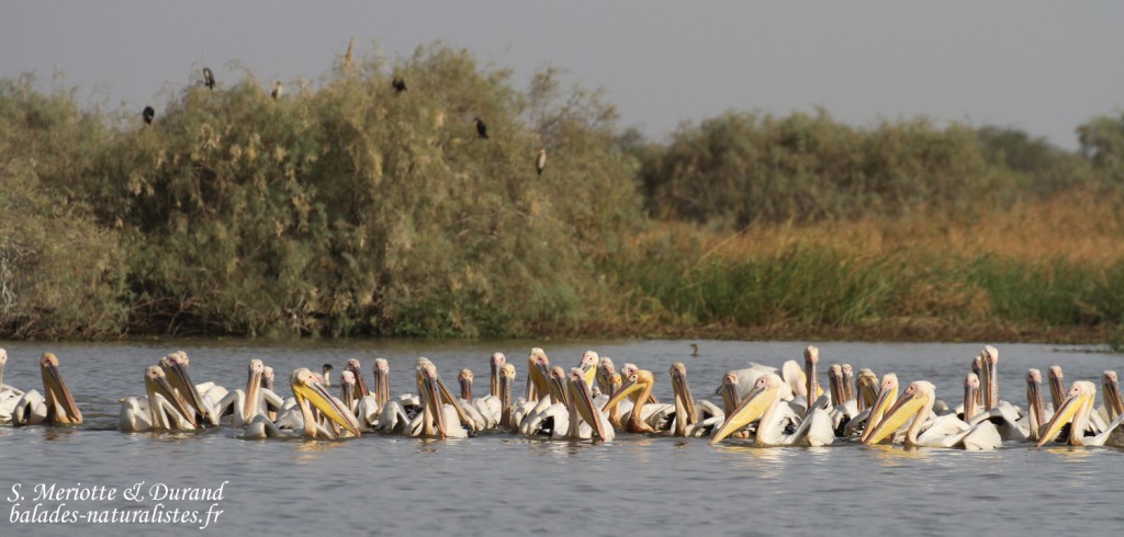 Pélicans blancs, Djoudj